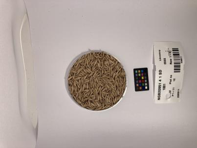 Click for 1 image(s) for this accession. SEED